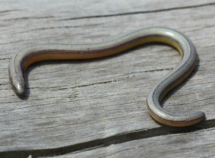California Legless Lizard